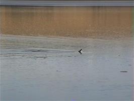 Seals in the Cromarty Firth as seen from Ardullie, 26.5 miles from Carbisdale